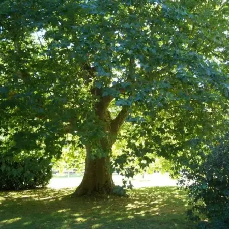 Le Platane